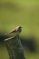 06-8316 Meadow Pipit (Anthus pratensis) on Fence Post, Upper Teesdale, County Durham